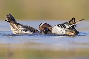 Garganey Bird Prints: Garganey, Anas querquedula