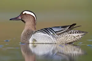 Garganey Bird Prints: Garganey, Anas querquedula
