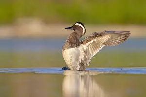 Water Birds In Europe Prints: Garganey, Anas querquedula