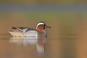 Wildlife Nature Images Prints: Garganey, Anas querquedula