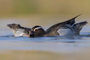 Garganey Bird Prints: Garganey, Anas querquedula