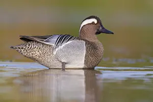 Water Birds Europe Prints: Garganey, Anas querquedula