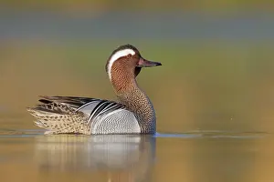 Garganey Bird Prints: Garganey, Anas querquedula