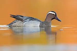 Nature Animal Portraits Prints: Garganey, Anas querquedula