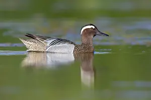 Garganey Bird Prints: Garganey, Anas querquedula