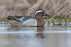 Anatidae Family Birds Prints: Garganey; Anas querquedula