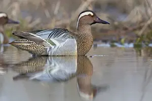 Garganey Bird Prints: Garganey; Anas querquedula