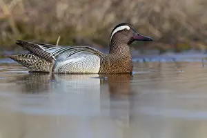 Garganey Bird Prints: Garganey; Anas querquedula