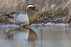 Garganey Bird Prints: Garganey; Anas querquedula