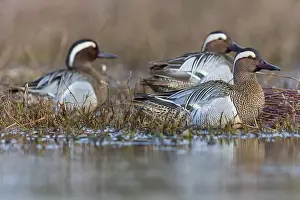 Male Duck Species Prints: Garganey; Anas querquedula