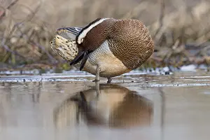 Garganey Bird Prints: Garganey; Anas querquedula