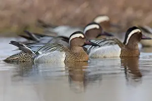 Garganey Bird Prints: Garganey; Anas querquedula