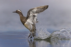 Images Dated 15th March 2021: Male Garganey Print, Spatula querquedula in Italy