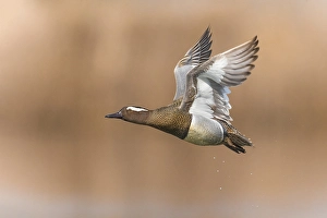 Images Dated 15th March 2021: Male Garganey Print, Spatula querquedula Italy