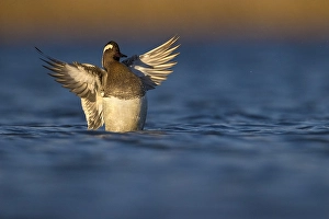 Spring Nature Photography Prints: Garganey, Spatula querquedula