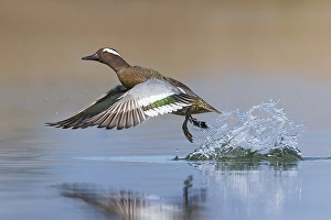 Images Dated 15th March 2021: Print of Male Garganey, Spatula querquedula in Italy