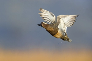 Wildlife Photography In Italy Prints: Garganey, Spatula querquedula