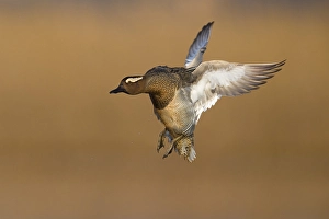 Print of a Male Garganey, Spatula querquedula, in Italy