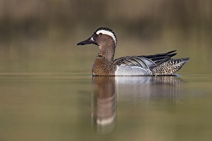 Waterfowl Wildlife Photography Prints: Garganey, Spatula querquedula