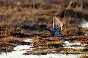 Wildlife Photography Finland Prints: Garganey, Spatula querquedula