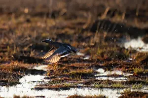 Garganey Bird Prints: Garganey, Spatula querquedula