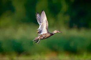 Male Duck In Flight Prints: Garganey, Spatula querquedula