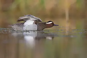 Garganey Bird Prints: Garganey stretching