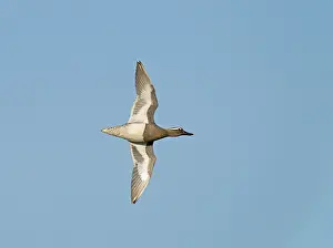 Bird Migration Patterns Europe Prints: Garganey;Spatula querquedula