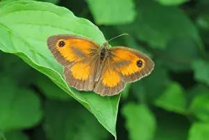 Green Leaf Insects Prints: Gatekeeper, Pyronia tithonus