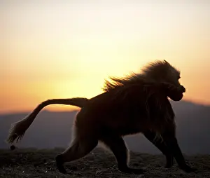 Ethiopian Wildlife Prints: Gelada, Gelada, Theropithecus gelada