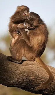 Gelada Monkey Prints: Gelada, Gelada, Theropithecus gelada