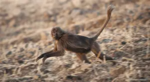 Gelada Monkey Prints: Gelada, Gelada, Theropithecus gelada