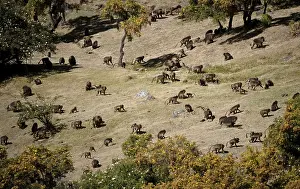 Gelada Monkey Prints: Gelada, Gelada, Theropithecus gelada