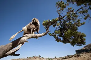 Gelada Monkey Prints: Gelada, Gelada, Theropithecus gelada