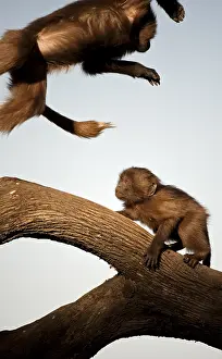 Gelada Monkey Prints: Gelada, Gelada, Theropithecus gelada