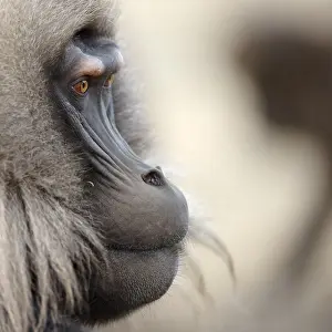 Africa Mammals Prints: Gelada, Gelada, Theropithecus gelada