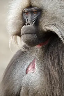 Africa Mammals Prints: Gelada, Gelada, Theropithecus gelada
