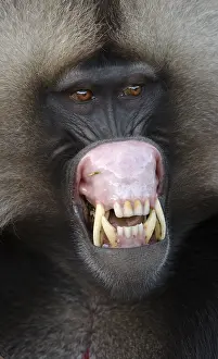 Africa Mammals Prints: Gelada, Gelada, Theropithecus gelada