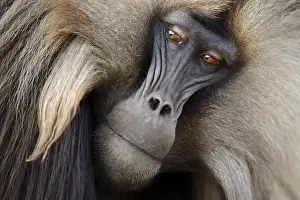 Gelada Monkey Prints: Gelada, Gelada, Theropithecus gelada