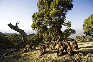 Gelada Monkey Prints: Gelada, Gelada, Theropithecus gelada