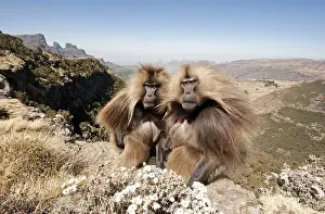 Gelada Monkey Prints: Gelada, Gelada, Theropithecus gelada