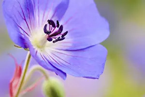 Close Up Garden Flowers Prints: Geranium Jolly Bee