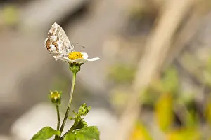 Cacyreus Marshalli Prints: Geraniumblauwtje, Geranium Bronze, Cacyreus marshalli