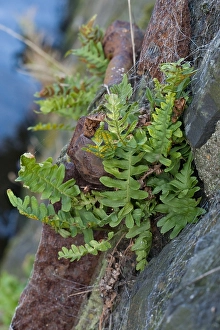 Polypodium Vulgare Prints: Gewone eikvaren, Common Polypody, Polypodium vulgare