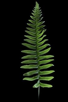 European Nature Conservation Prints: Gewone eikvaren, Common Polypody, Polypodium vulgare