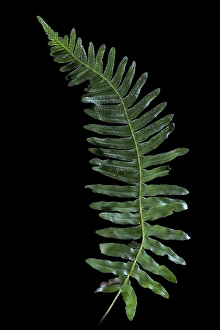 Close Up Green Leaves Prints: Gewone eikvaren, Common Polypody, Polypodium vulgare