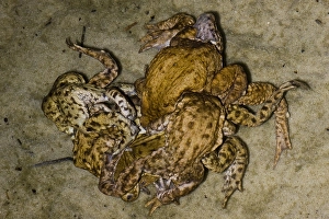 Bufo Bufo Prints: Gewone Pad, Common Toad, Bufo bufo