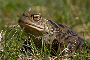 Bufo Bufo Prints: Gewone pad, Common toad, Bufo bufo
