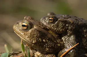 Gewone Pad; Common Toad; Bufo bufo
