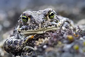 Gewone Pad Print, a photograph of Bufo bufo